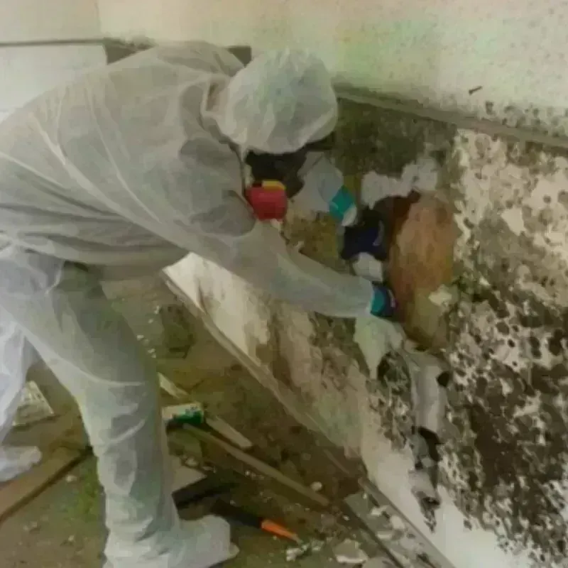 Mold Remediation and Removal in Farmers Branch, TX